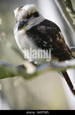 Uccelli in australia Foto Stock