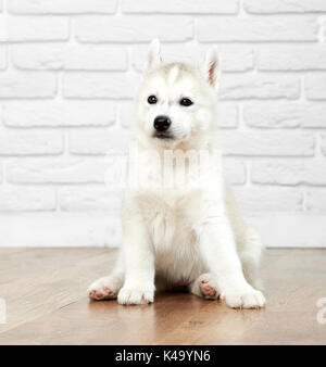 Interessati siberian husky cucciolo di sfondo bianco. Foto Stock