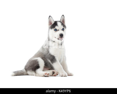 Interessati siberian husky cucciolo di sfondo bianco. Foto Stock