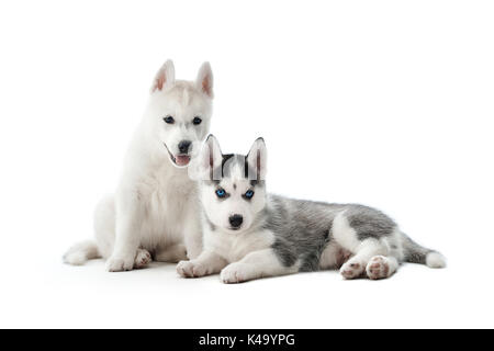 Due graziosi piccoli cuccioli di siberian husky cane. Foto Stock