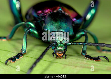 Frog Beetle, Sagara sp. SE L'Asia, verde viola colore metallico, vicino mostrando apparato boccale, gli occhi, le antenne Foto Stock