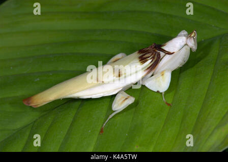 Flower Mantis, Hymenopus coronatus, sud-est asiatico Foto Stock