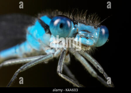 Comune Damselfly blu, Enallaatma cyathigerum, maschio close up mostra occhi composti e la ganascia Foto Stock