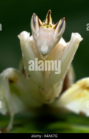 Orchid Mantis, Hymenopus coronatus, close up ritratto di colore bianco, grandi occhi Foto Stock