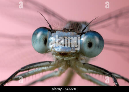 Comune Damselfly blu, Enallaatma cyathigerum, maschio close up mostra occhi composti e la ganascia Foto Stock