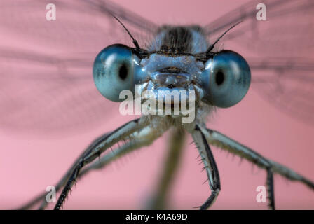 Comune Damselfly blu, Enallaatma cyathigerum, maschio close up mostra occhi composti e la ganascia Foto Stock