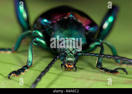Frog Beetle, Sagara sp. SE L'Asia, verde viola colore metallico, vicino mostrando apparato boccale, gli occhi, le antenne Foto Stock