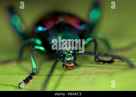 Frog Beetle, Sagara sp. SE L'Asia, verde viola colore metallico, vicino mostrando apparato boccale, gli occhi, le antenne Foto Stock