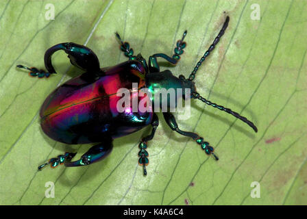 Frog Beetle, Sagara sp. SE L'Asia, verde viola colore metallico che mostra parti di esoscheletro Foto Stock