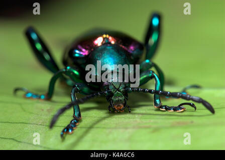Frog Beetle, Sagara sp. SE L'Asia, verde viola colore metallico che mostra parti di esoscheletro Foto Stock