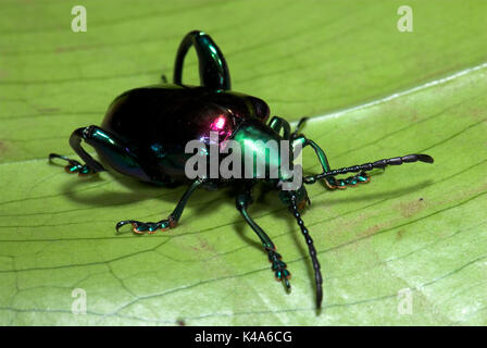 Frog Beetle, Sagara sp. SE L'Asia, verde viola colore metallico che mostra parti di esoscheletro Foto Stock