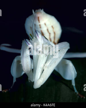 Malaysian Orchid Mantis, Hymenopus coronatus, fiore, bianco Foto Stock