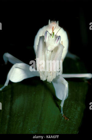 Malaysian Orchid Mantis, Hymenopus coronatus, fiore, bianco Foto Stock