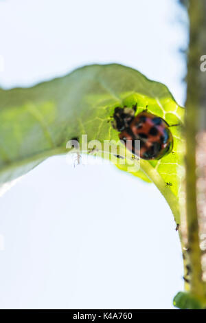 Un arlecchino ladybird (Harmonia axyridis) su un buddleia foglie infestate con nero mosca Foto Stock