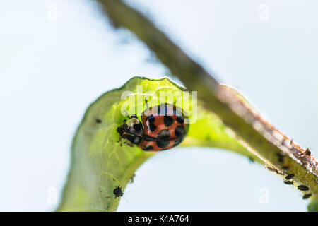 Un arlecchino ladybird (Harmonia axyridis) su un buddleia foglie infestate con nero mosca Foto Stock