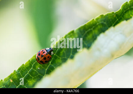 Un arlecchino ladybird (Harmonia axyridis) su una foglia di buddleia Foto Stock