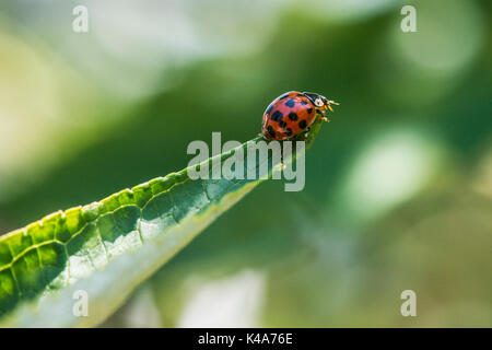 Un arlecchino ladybird (Harmonia axyridis) su una foglia di buddleia Foto Stock