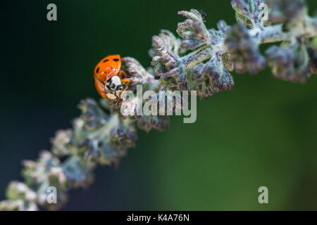 Un arlecchino ladybird (Harmonia axyridis) su un gambo buddleia Foto Stock