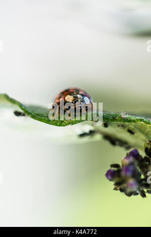 Un arlecchino ladybird (Harmonia axyridis) su un buddleia foglie infestate con nero mosca Foto Stock