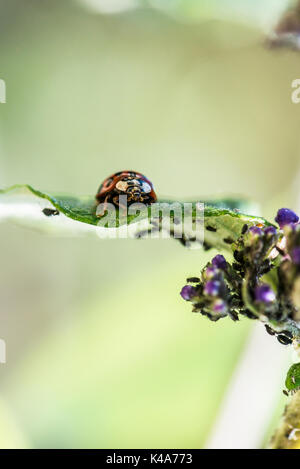 Un arlecchino ladybird (Harmonia axyridis) su un buddleia foglie infestate con nero mosca Foto Stock