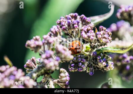 Un arlecchino ladybird (Harmonia axyridis) su un gambo buddleia Foto Stock