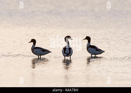 Comune, Shelduck Tadorna tadorna sul raschiare a Cley Norfolk Wildlife Trust Reserve, North Norfolk REGNO UNITO Foto Stock