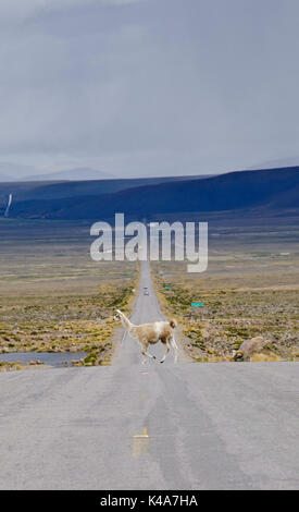 Vicuña attraversando la strada nella regione di Arequipa (Perù). Foto Stock