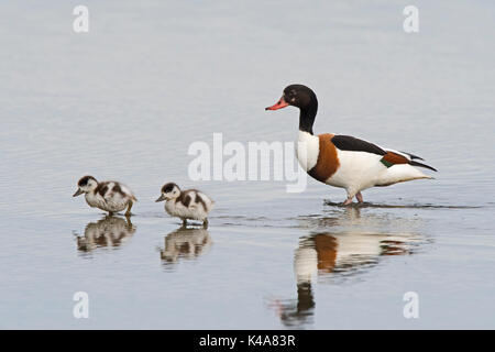 Un maschio comune, Shelduck Tadorna tadorna accompagnatrici pulcini attraverso il raschiare a Cley Norfolk Wildlife Trust Reserve, North Norfolk REGNO UNITO Foto Stock