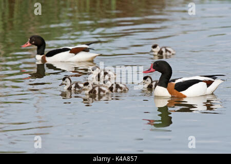 Un maschio comune, Shelduck Tadorna tadorna accompagnatrici pulcini attraverso il raschiare a Cley Norfolk Wildlife Trust Reserve, North Norfolk REGNO UNITO Foto Stock