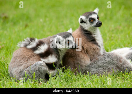 Gruppo anello di coda di lemuri, lemuri catta, captive, endemico dell'isola di Madagascar, conosciuto localmente in un malgascio come maky, onnivoro e la maggior parte ter Foto Stock