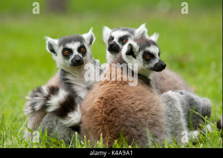 Gruppo anello di coda di lemuri, lemuri catta, captive, endemico dell'isola di Madagascar, conosciuto localmente in un malgascio come maky, onnivoro e la maggior parte ter Foto Stock