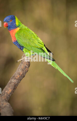 Rainbow Lorikeet, Trichoglossus haematodus, (prigioniero), specie di pappagallo trovato in Australia Foto Stock