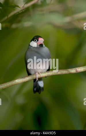 Java Sparrow, Lonchura oryzivora, Indonesia, finch Java, Java riso sparrow o riso Java Bird, è un piccolo uccello passerine, vulnerabili, IUCN Red Data Lis Foto Stock