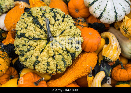 Diverse varietà di zucche, zucche, Baden-Württemberg, Germania Foto Stock