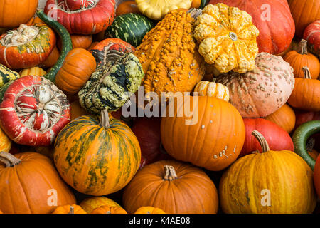 Diverse varietà di zucche, zucche, Baden-Württemberg, Germania Foto Stock