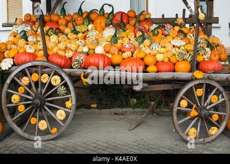 Diverse varietà di zucche, zucche sul carrello di legno, Baden-Württemberg, Germania Foto Stock