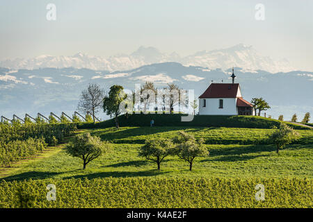 La piantagione di apple, frutteto, antonius cappella in selmnau vicino Wasserburg sul lago di Costanza, nel retro delle alpi svizzere, allgaeu Foto Stock