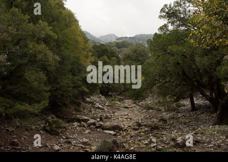 Rouvas Gorge è un profondo canyon di calcare in esecuzione dalla montagna Psiloritis verso la costa sud di Creta. Oggi è una popolare escursione. Foto Stock