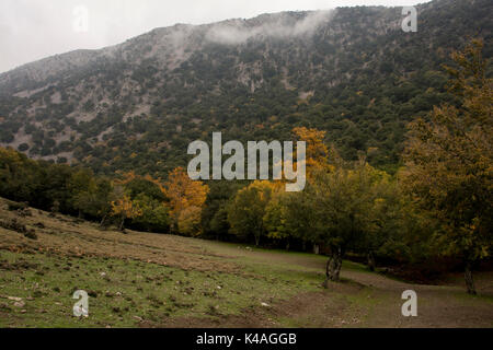 Rouvas Gorge è un profondo canyon di calcare in esecuzione da una apertura nella foresta mediterranea in la montagna Psiloritis ad Agios Iannis verso th Foto Stock