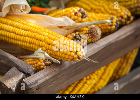 Tradizionale giallo mais vista closeup, autunno sfondo del raccolto Foto Stock