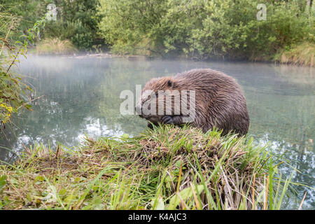 Castoro europeo (Castor fiber) seduto sulla banca, ampio angolo di ripresa, Austria superiore, Austria Foto Stock