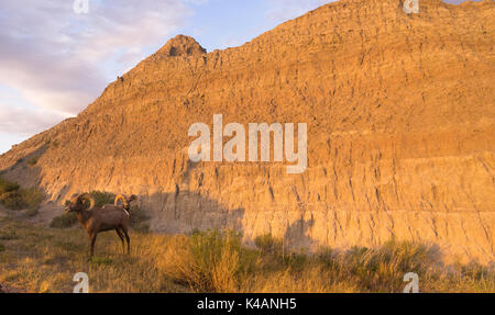 Due i Bighorn in piedi sopra il loro attuale spot radente al tramonto Foto Stock