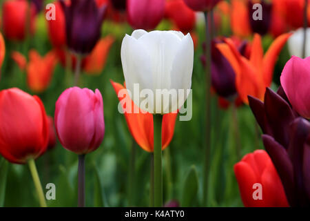 Colorata fioritura di tulipani a Nymans gardens, Sussex Foto Stock