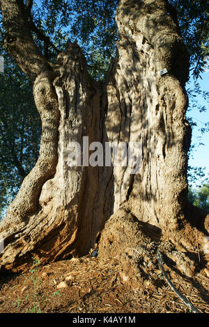 Mille anni di vecchio Olivo a Conversano, vicino a Monopoli Puglia Italia Foto Stock
