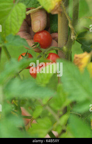 Un close-up di una parte di una raccolta a mano una produzione biologica di pomodoro ciliegino visto attraverso un interstizio tra foglie di pomodoro Foto Stock