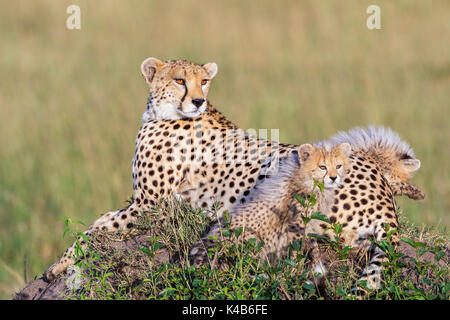 Cheetah con cuccioli giacenti e appoggiata nella savana Foto Stock