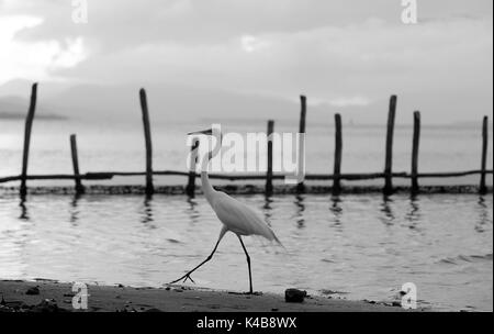 3 settembre 2017 - Puerto Piritu, Anzoategui, Venezuela - diverse specie di uccelli rimangono nei poli e volare nel loro ambiente, durante il pomeriggio nel settore ''La serca'' della laguna di Puerto Piritu, nello Stato Anzoategui. Venezuela . Foto: Juan Carlos Hernandez (credito Immagine: © Juan Carlos Hernandez via ZUMA filo) Foto Stock