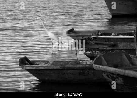 3 settembre 2017 - Puerto Piritu, Anzoategui, Venezuela - diverse specie di uccelli rimangono nei poli e volare nel loro ambiente, durante il pomeriggio nel settore ''La serca'' della laguna di Puerto Piritu, nello Stato Anzoategui. Venezuela . Foto: Juan Carlos Hernandez (credito Immagine: © Juan Carlos Hernandez via ZUMA filo) Foto Stock