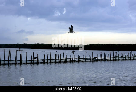 3 settembre 2017 - Puerto Piritu, Anzoategui, Venezuela - diverse specie di uccelli rimangono nei poli e volare nel loro ambiente, durante il pomeriggio nel settore''La serca'' della laguna di Puerto Piritu, nello Stato Anzoategui. Venezuela . Foto: Juan Carlos Hernandez (credito Immagine: © Juan Carlos Hernandez via ZUMA filo) Foto Stock