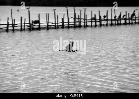 3 settembre 2017 - Puerto Piritu, Anzoategui, Venezuela - diverse specie di uccelli rimangono nei poli e volare nel loro ambiente, durante il pomeriggio nel settore ''La serca'' della laguna di Puerto Piritu, nello Stato Anzoategui. Venezuela . Foto: Juan Carlos Hernandez (credito Immagine: © Juan Carlos Hernandez via ZUMA filo) Foto Stock